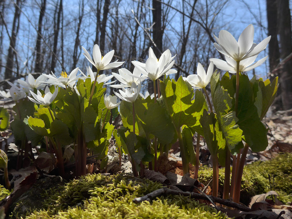 Art Nouveau - Bloodroot