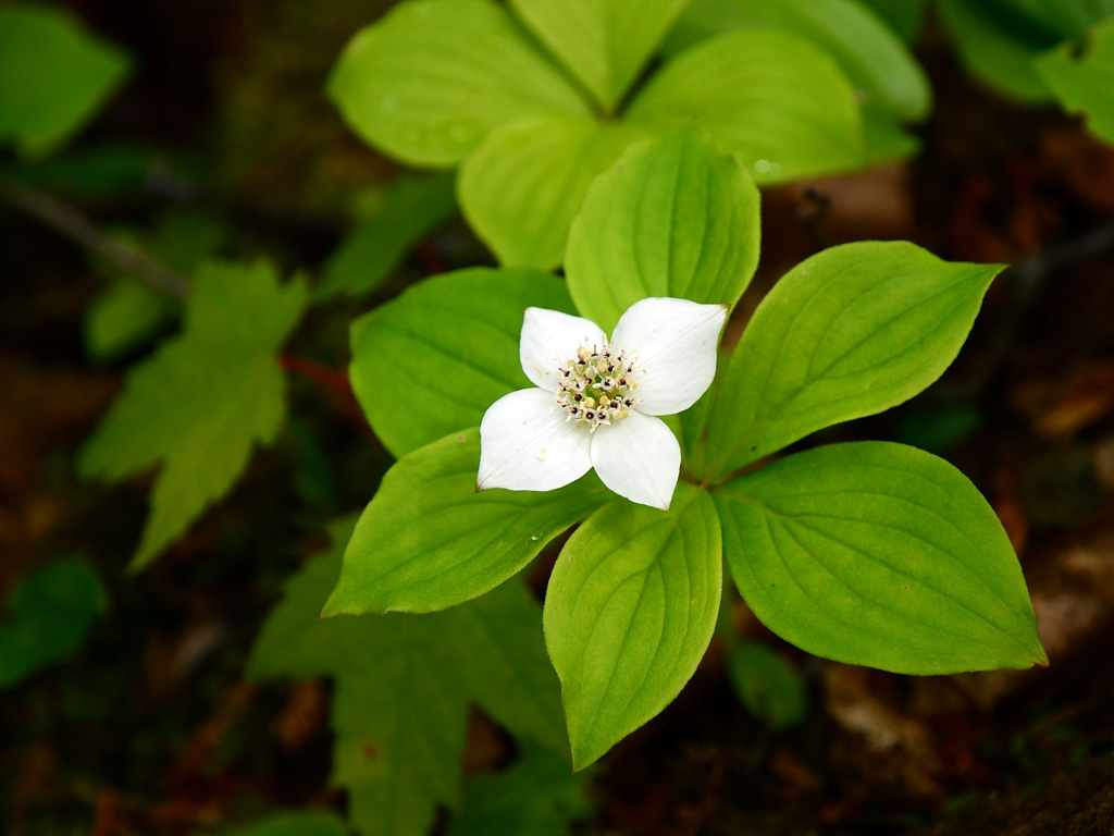 Art Nouveau - Bunchberry Dogwood