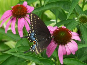 Art Nouveau - Butterfly