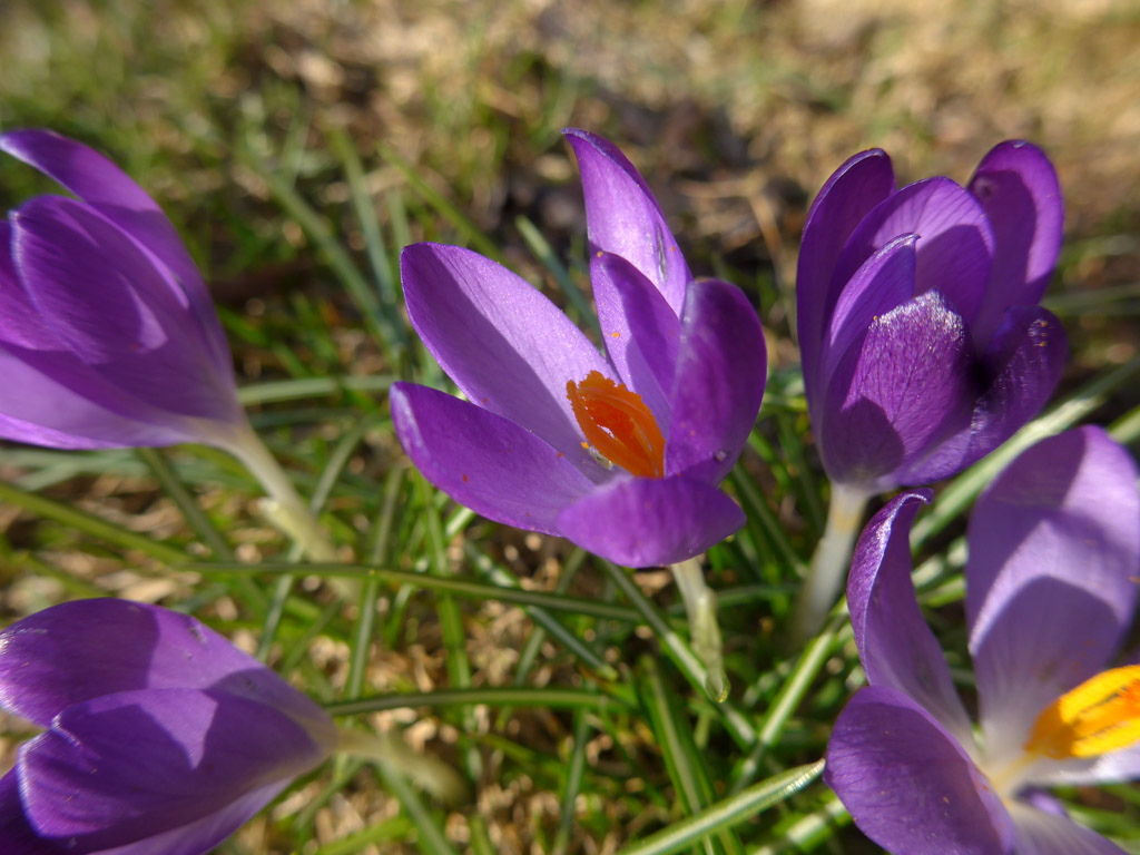 Art Nouveau - Crocus