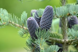 Art Nouveau - Fir Tree