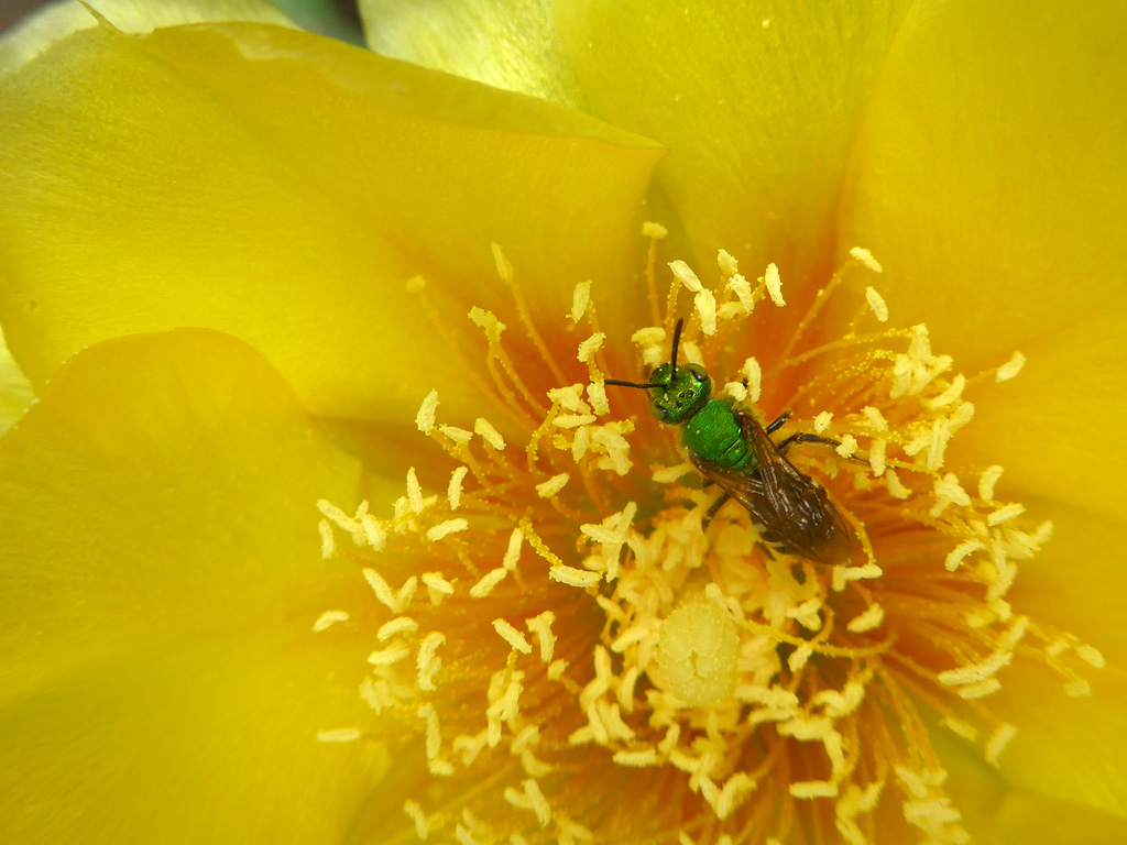 Art Nouveau - Green Bee Cactus Flower