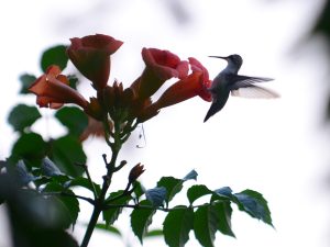 Art Nouveau - Hummingbird