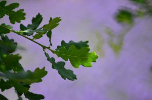 Art Nouveau - Oak Tree