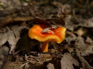 Art Nouveau - Orange Mushroom