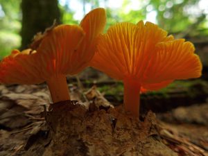 Art Nouveau - Orange Mushroom Gills