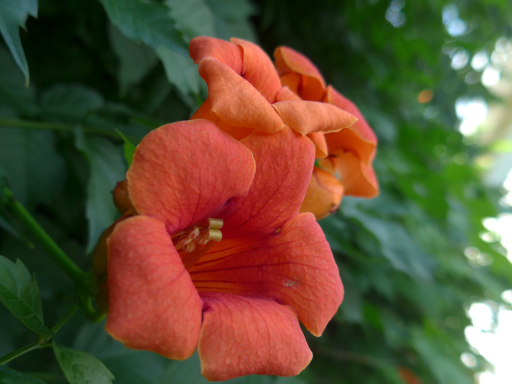 Art Nouveau - Trumpet Vine