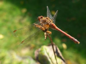 Art Nouveau Dragonfly