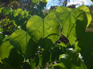 Art Nouveau Redbud Tree