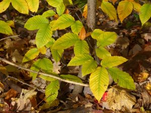 Art Nouveau - Beech Tree Autumn Leaves