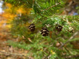 Art Nouveau - Hemlock Tree Cones