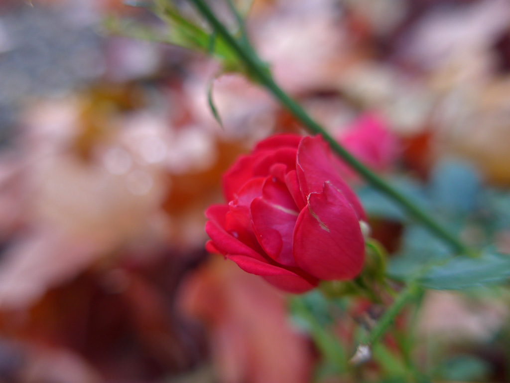 Art Nouveau - Pink Rose