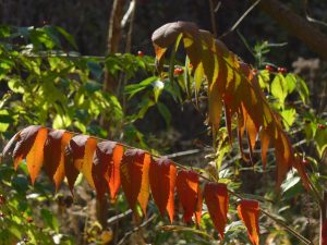 Art Nouveau - Sumac Tree