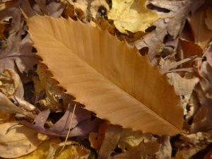 Art Nouveau - Sweet Chestnut Tree Autumn Leaf