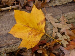 Art Nouveau - Tulip Tree Autumn