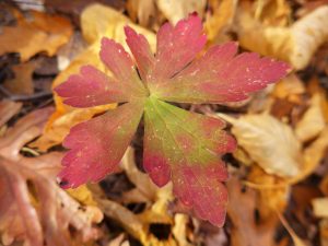 Art Nouveau - Wild Geranium Leaf