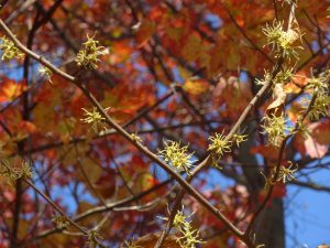 Art Nouveau - Witch Hazel Flowers