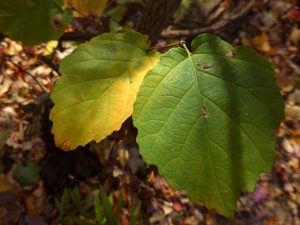 Art Nouveau - Witch Hazel Leaves