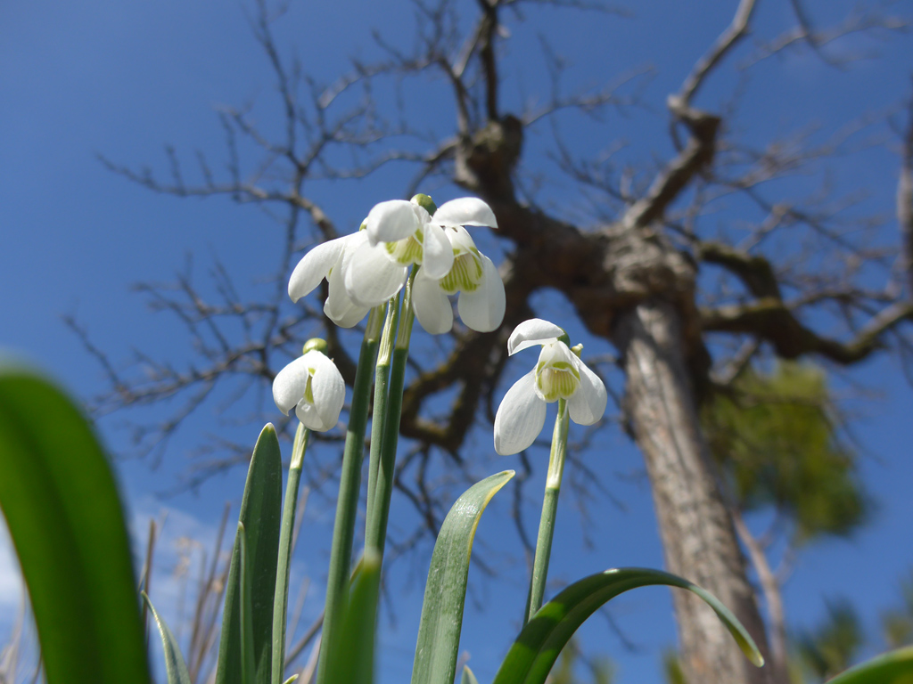 Snowdrop Plant Flowers from below Snowdrop Plant Flowers from below
