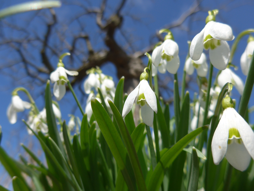 Snowdrops Opening - Gardening Snowdrops Opening - Gardening