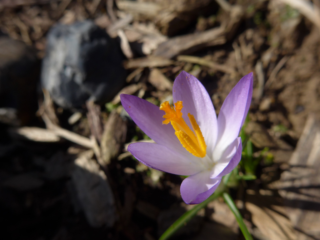 Art Nouveau - Crocus