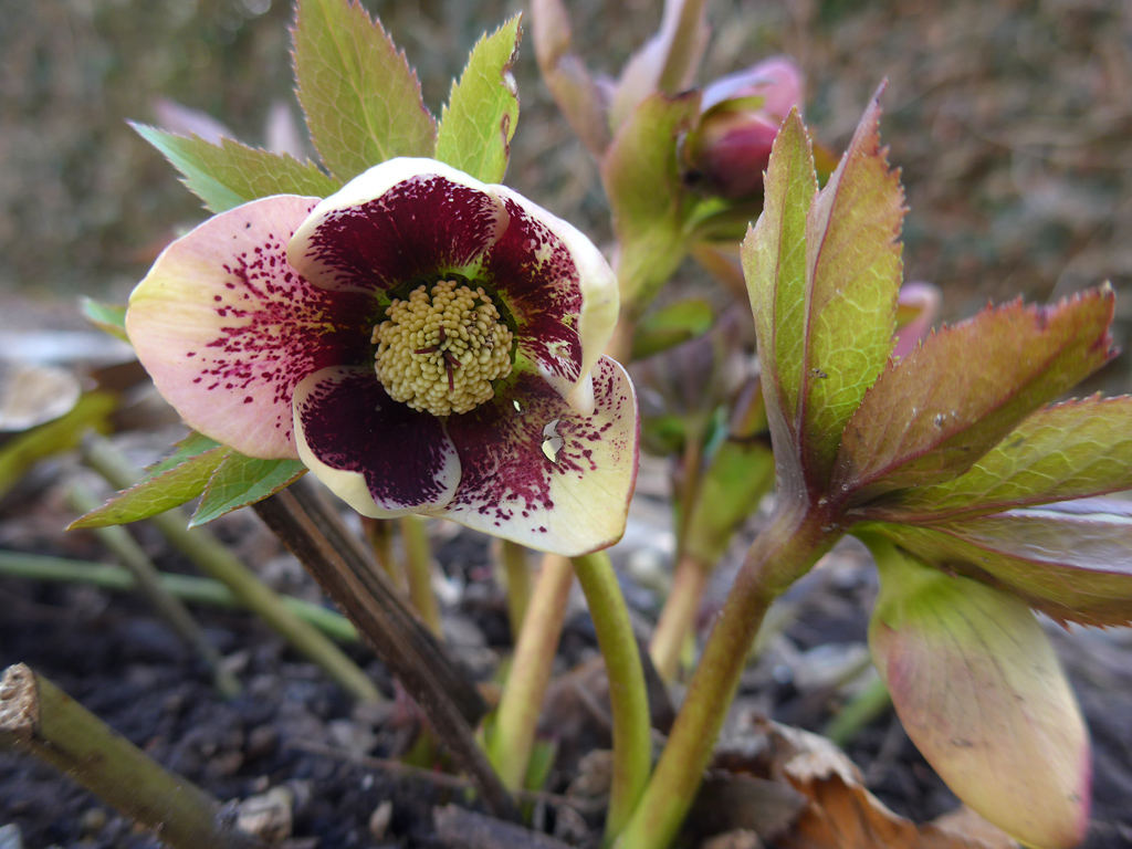 Art Nouveau - Hellebore Flower Lenten Rose
