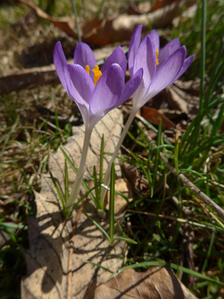 Crocus and Chestnut Leaves Crocus and Chestnut Leaves