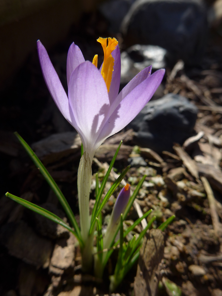 Crocus Plant in Spring Crocus Plant in Spring