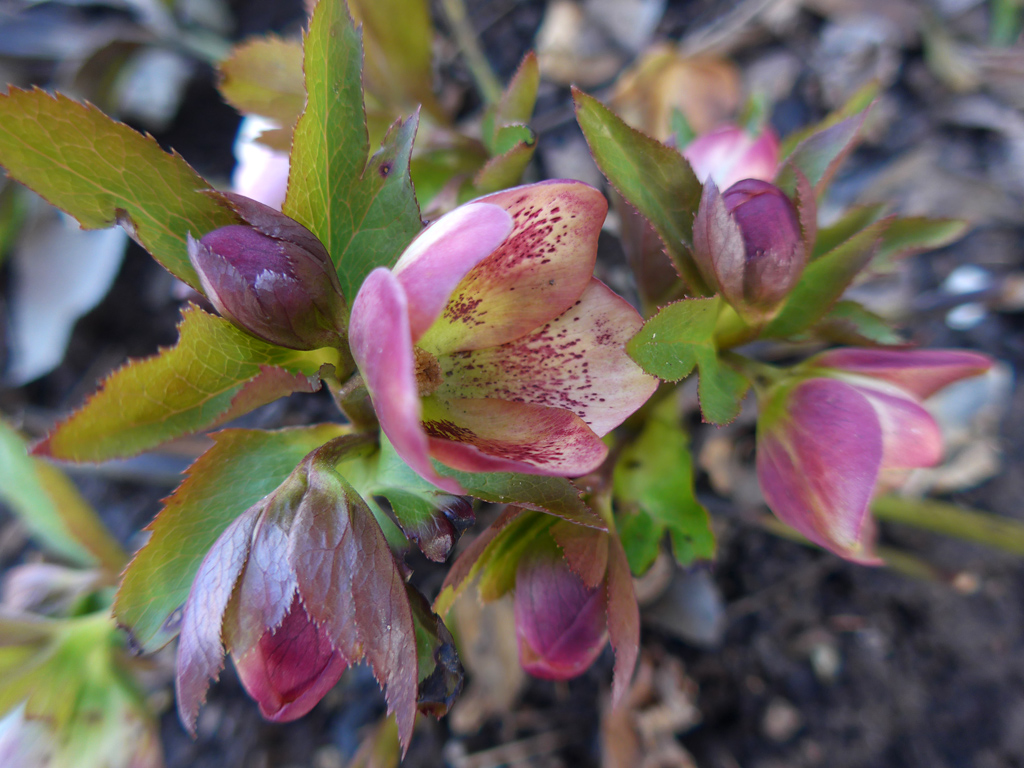 Hellebore Plant Spring Hellebore Plant Spring