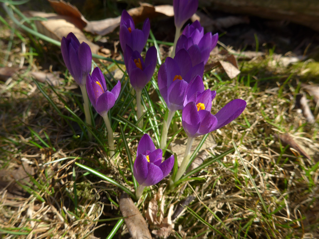 Purple Crocus Flowers in Spring Purple Crocus Flowers in Spring