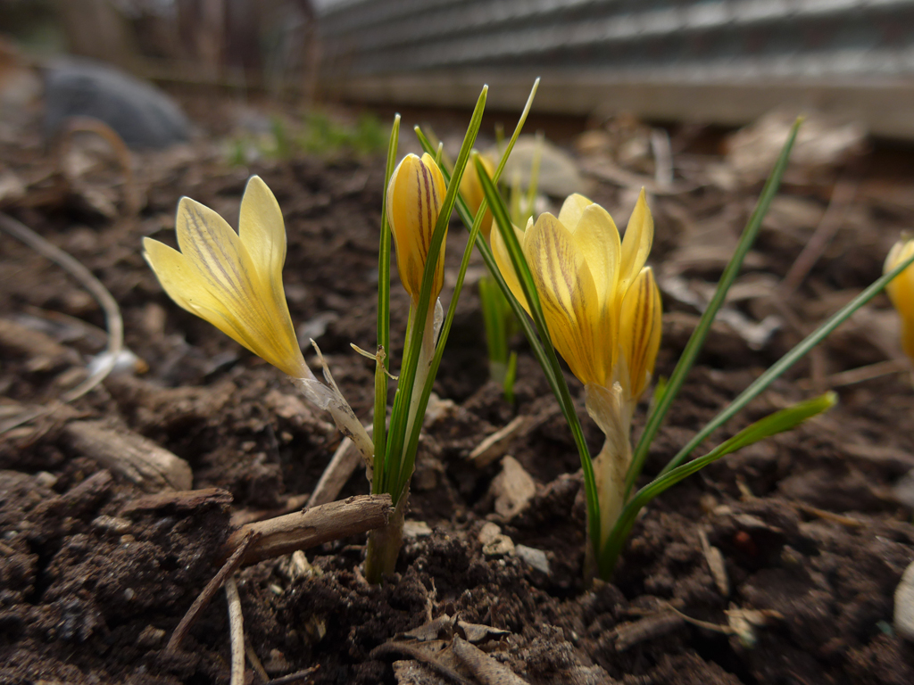 Yellow Striped Crocus Flowers Yellow Striped Crocus Flowers