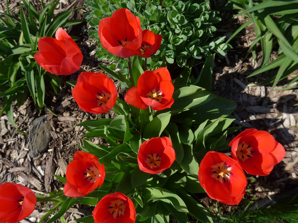 Tulip Flowers