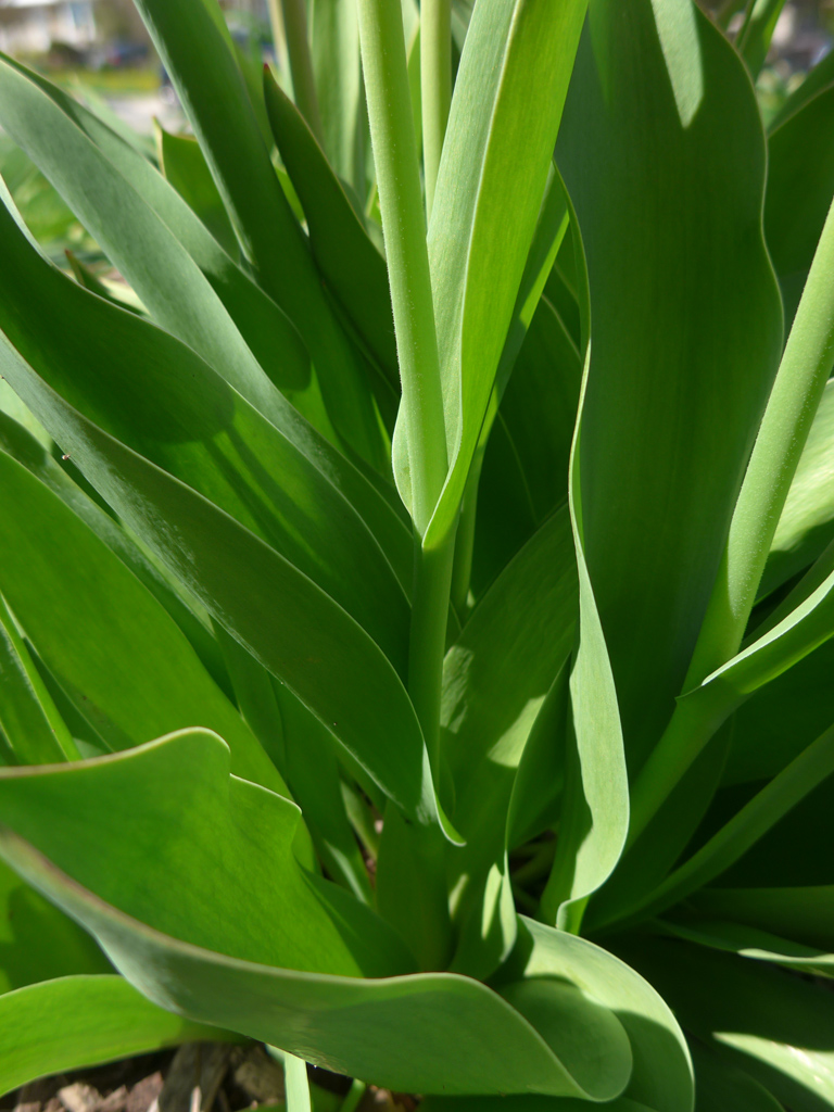 Tulip Leaves and Stem