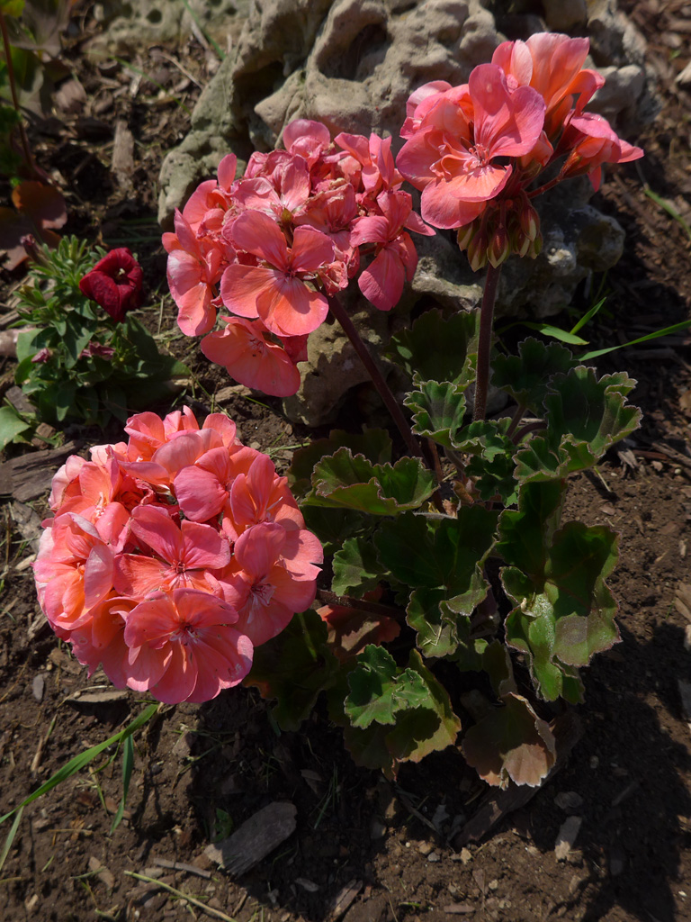 Art Nouveau - Geraniums