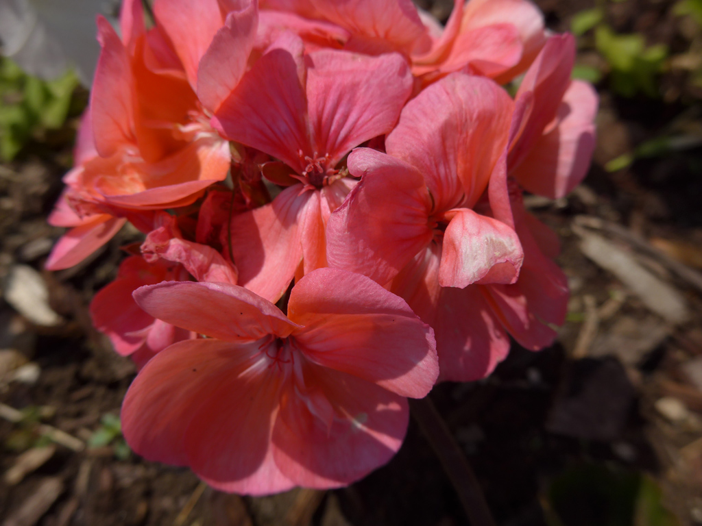 Geranium Flowers