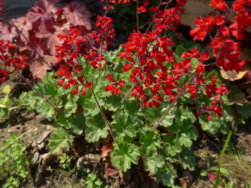 Coral Bells Plant