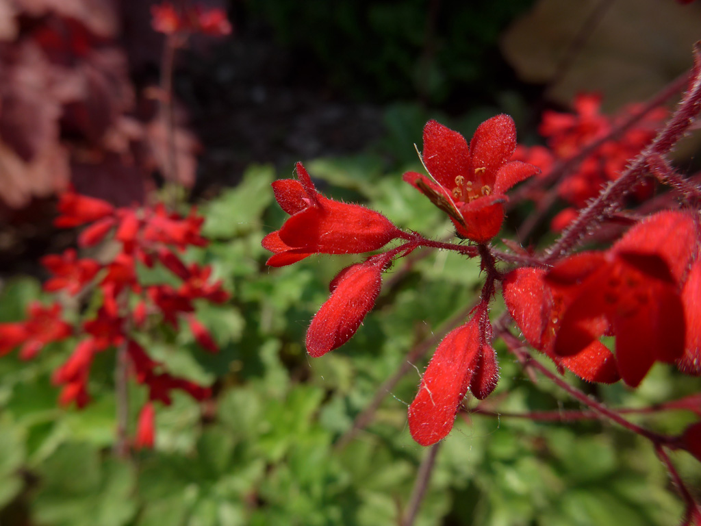 Coral Bells close-up Coral Bells close-up